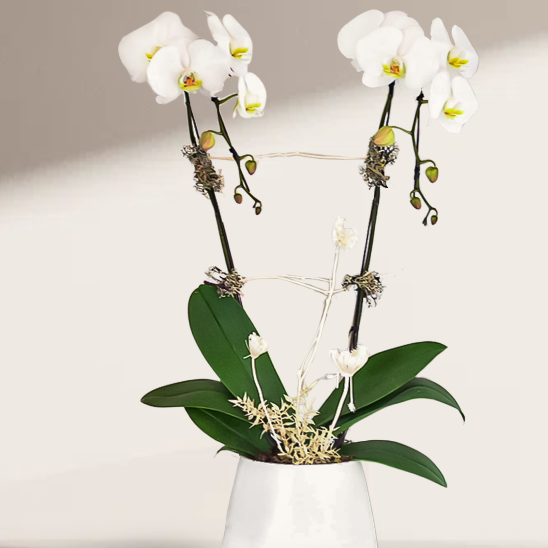 WPL-1111-PURITY-Plants