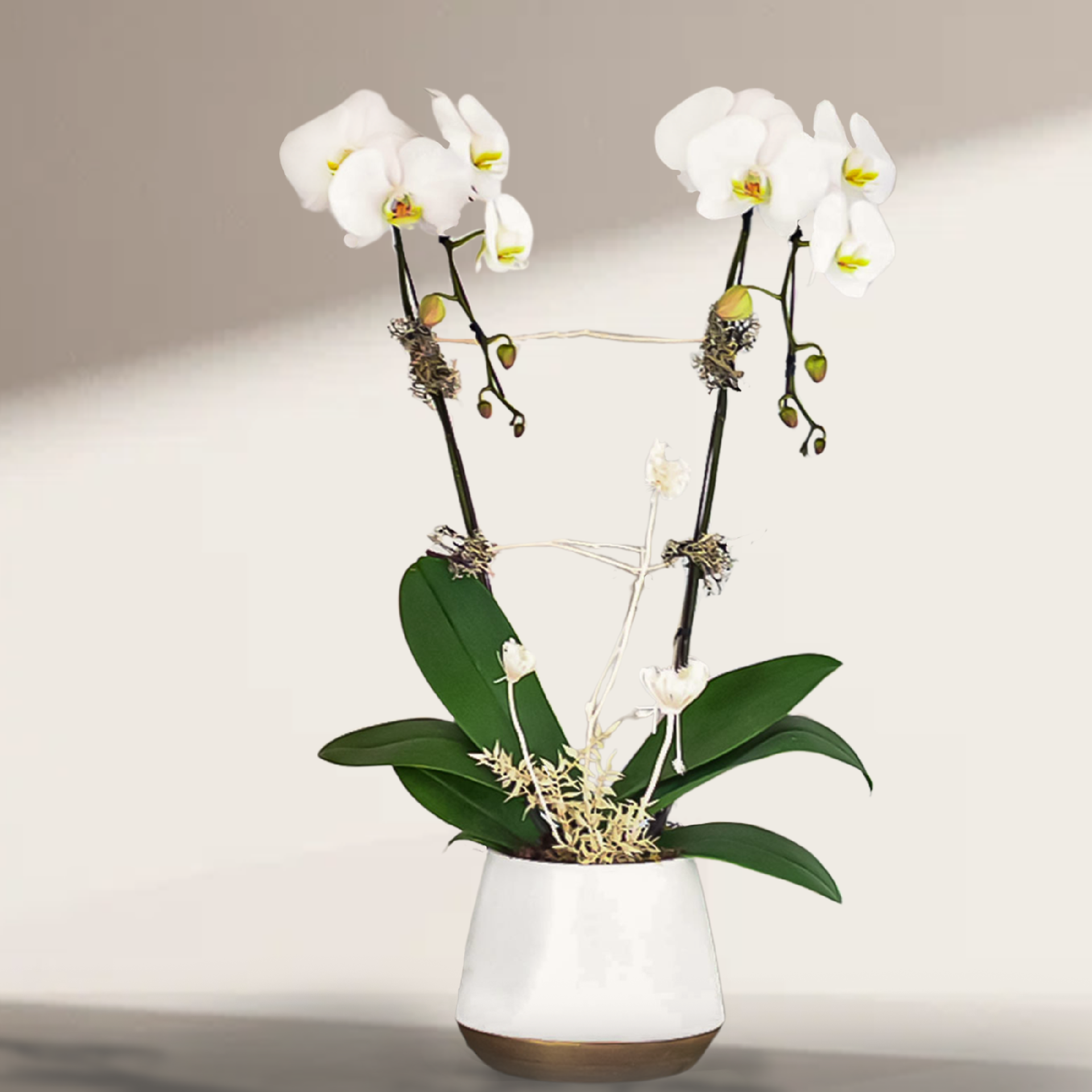 WPL-1111-PURITY-Plants