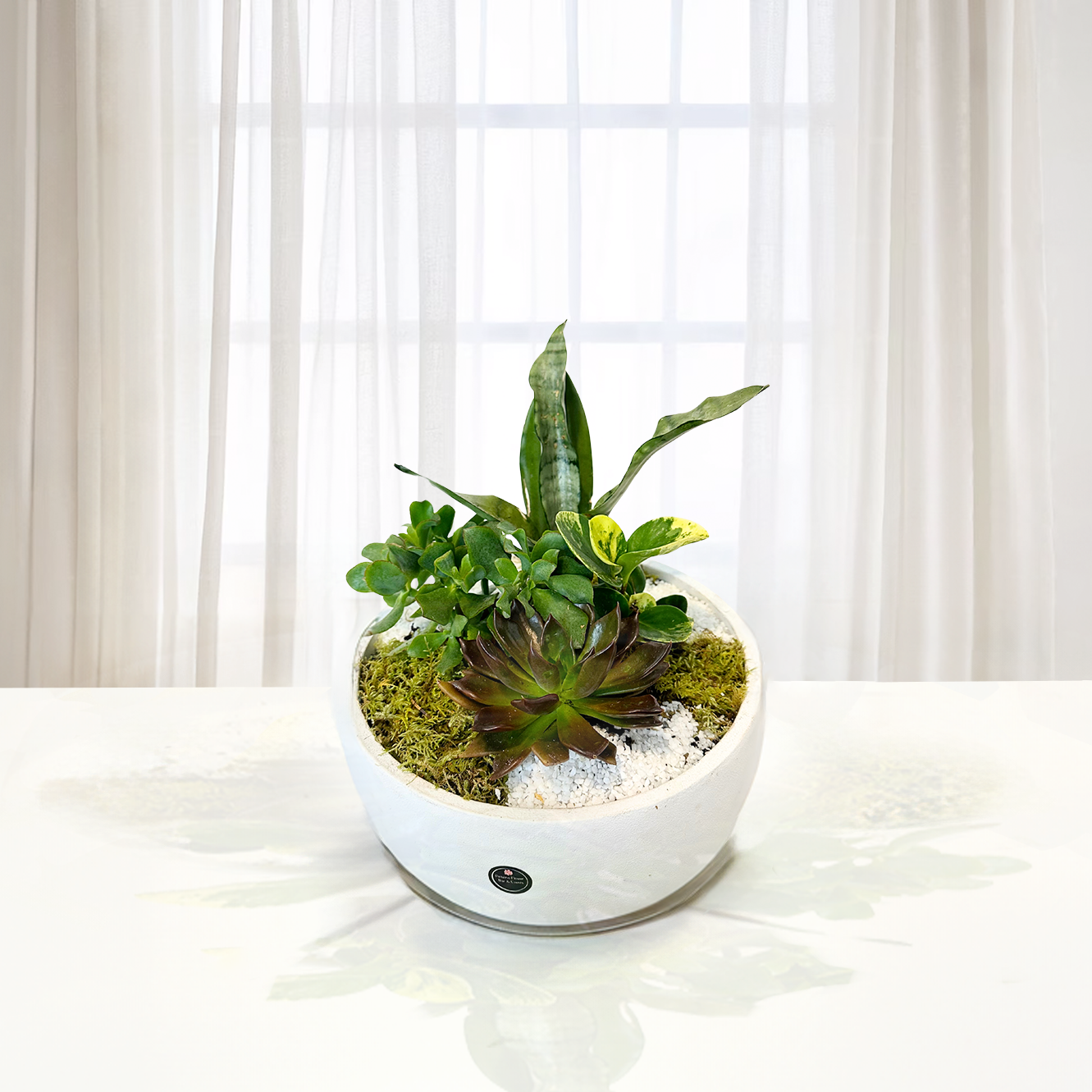 WPL-1112-TROPICAL FOREST-Plants