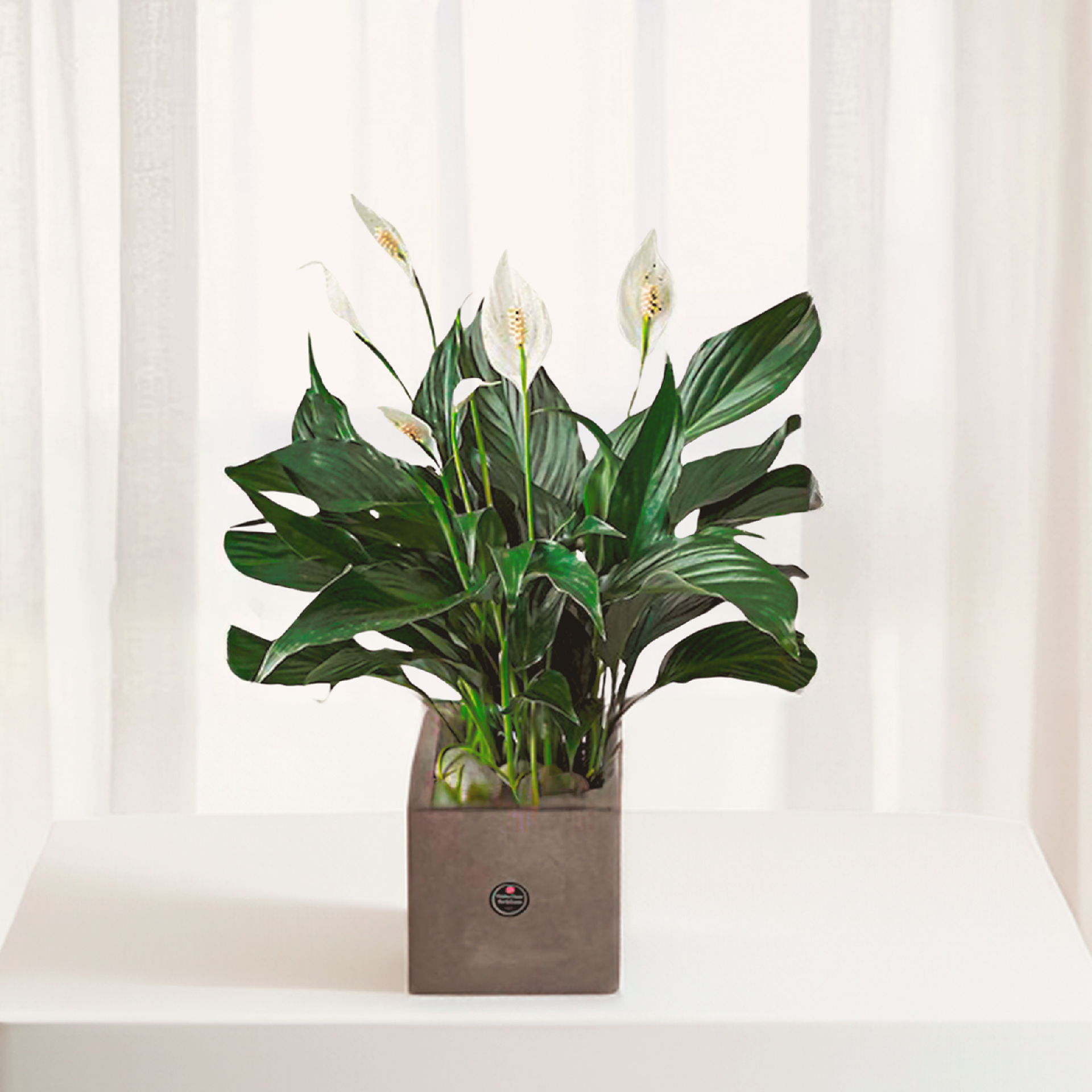WPL-1114-PEACE LILY-Plants