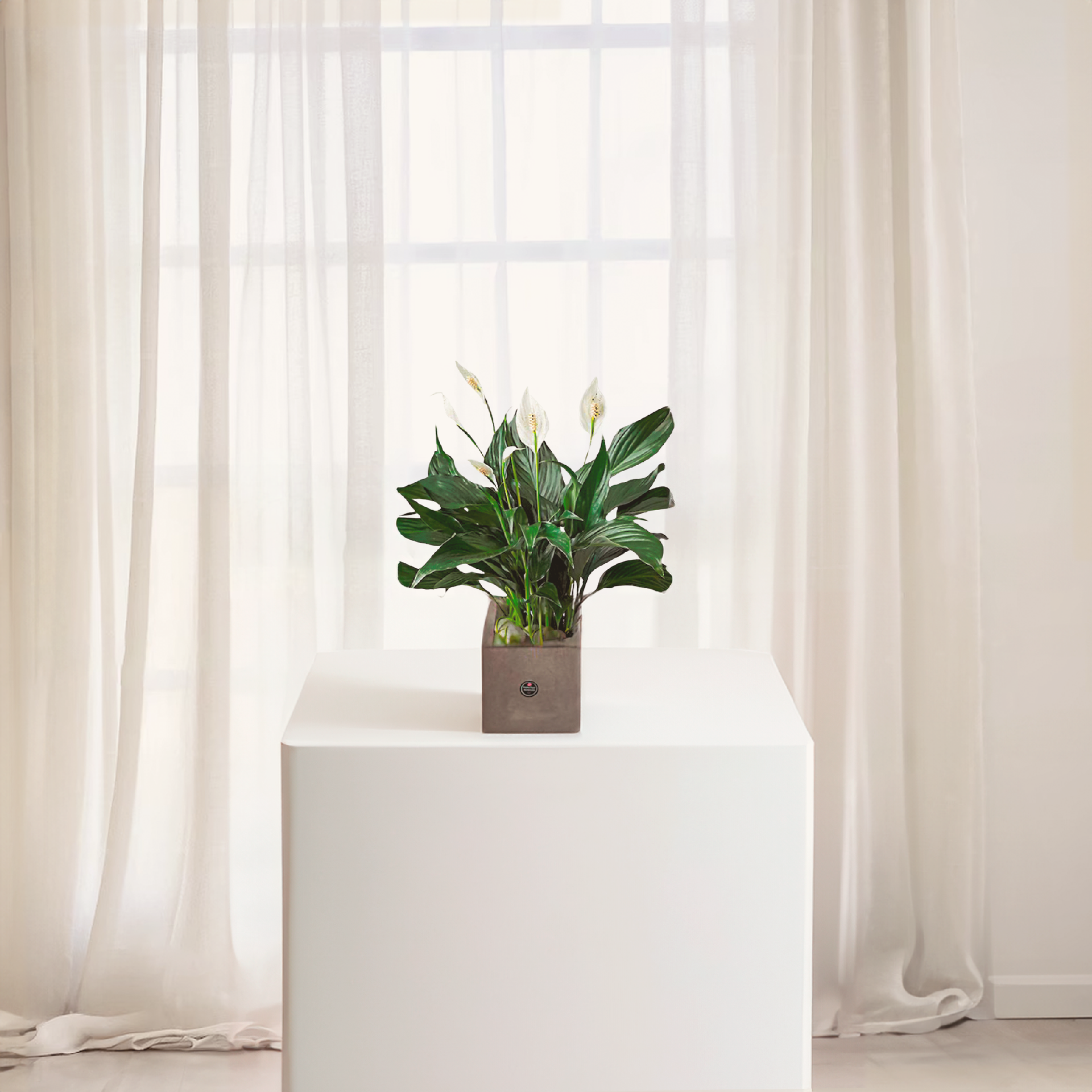 WPL-1114-PEACE LILY-Plants