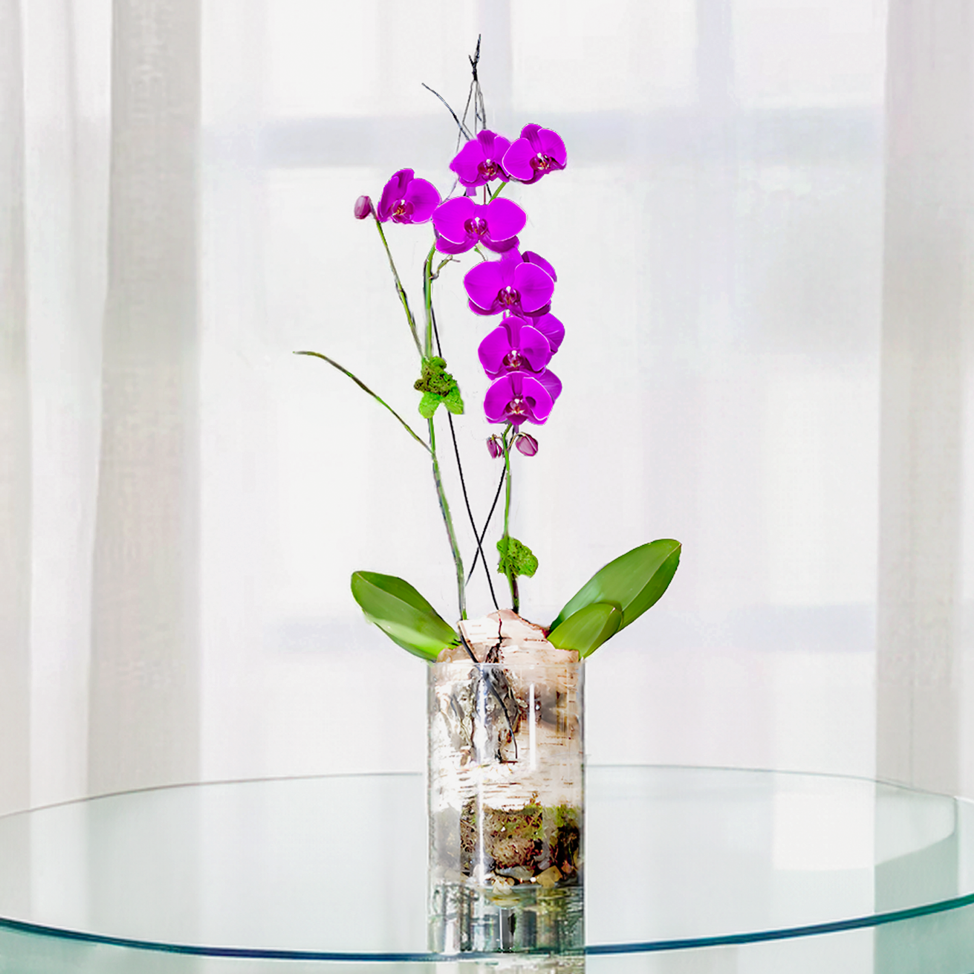 WPL-1115-PURPLE RAIN-Plants