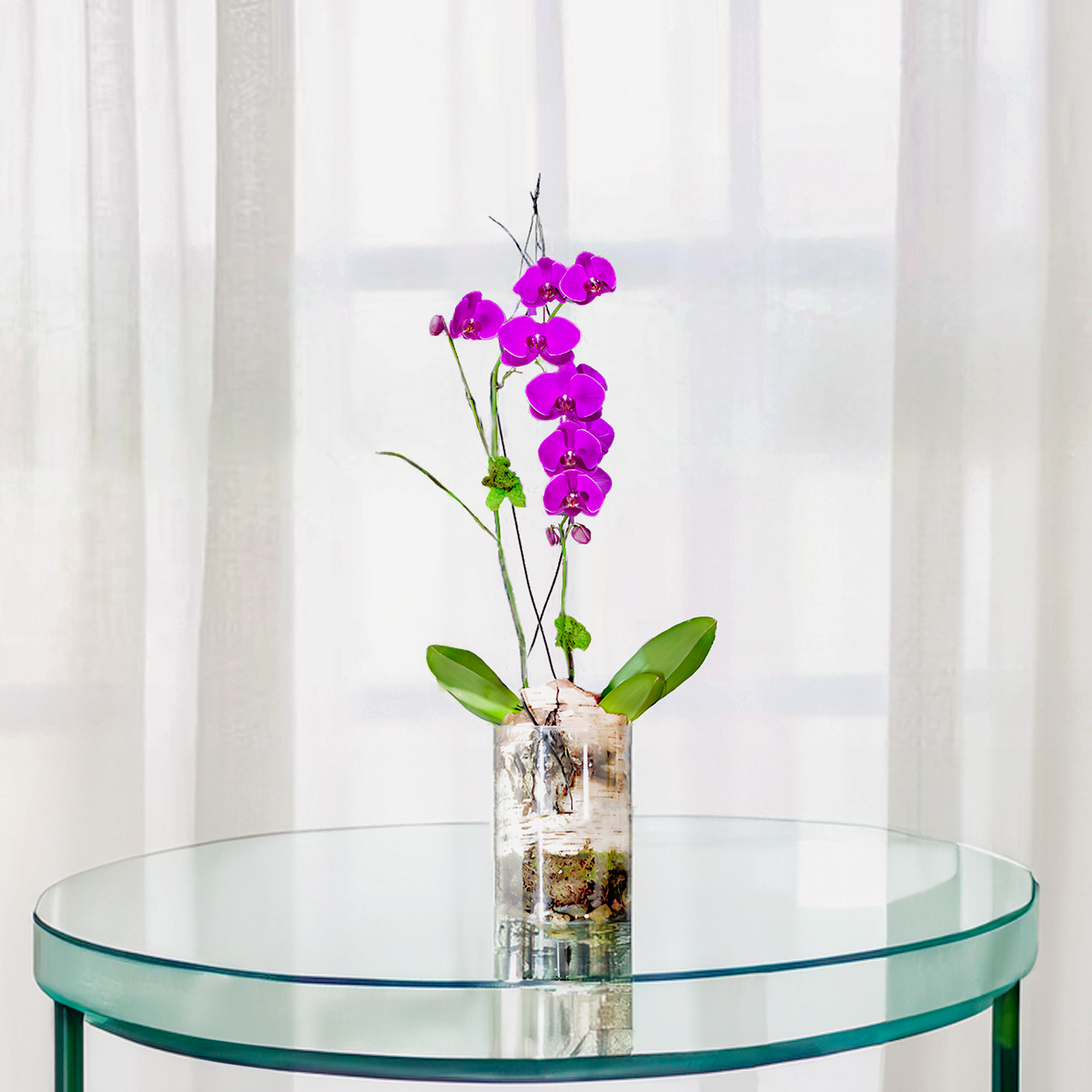 WPL-1115-PURPLE RAIN-Plants