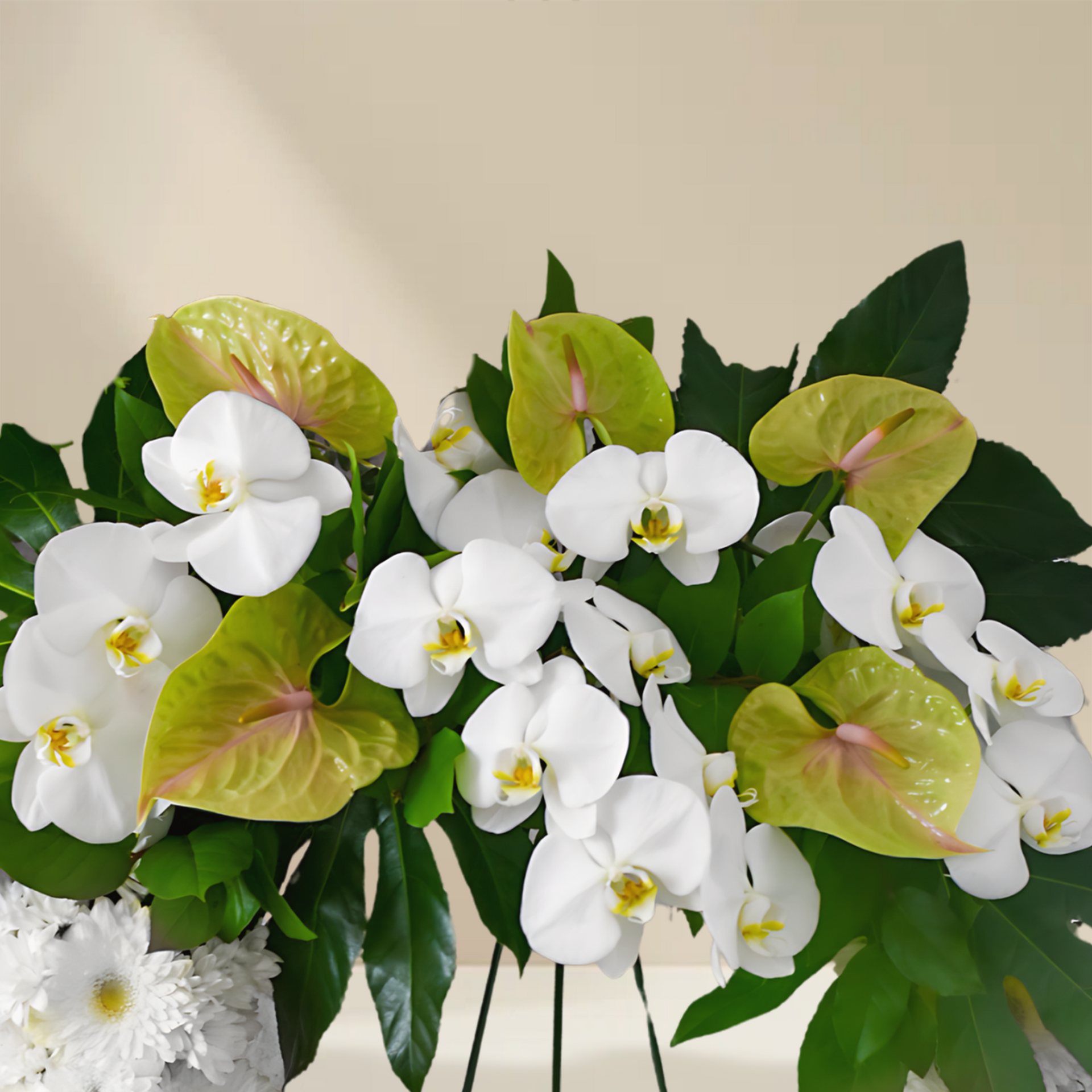 WW-377-DAPHNE-Funeral-Round-Wreath-Spray