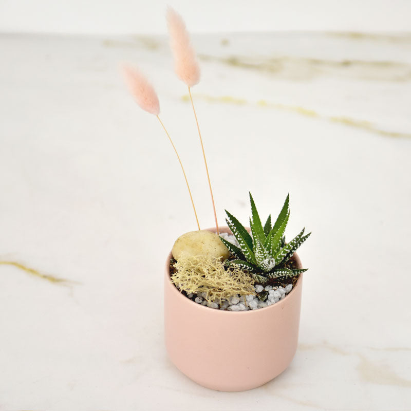 PL-1251 Mini Zebra Garden