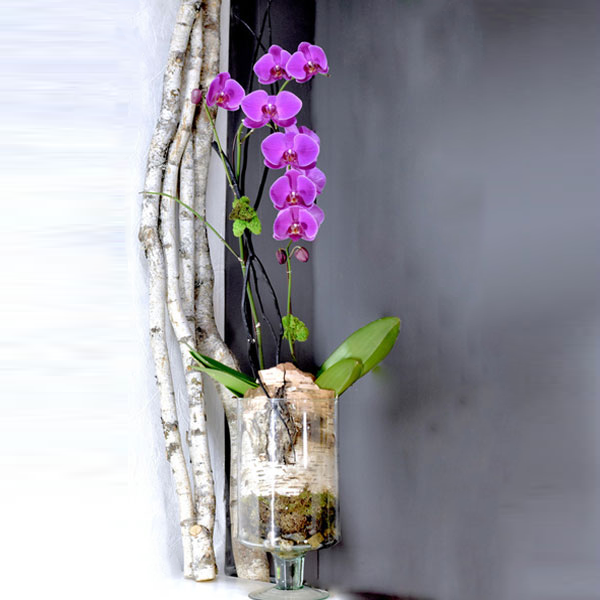 PWB-306 Orchid plant