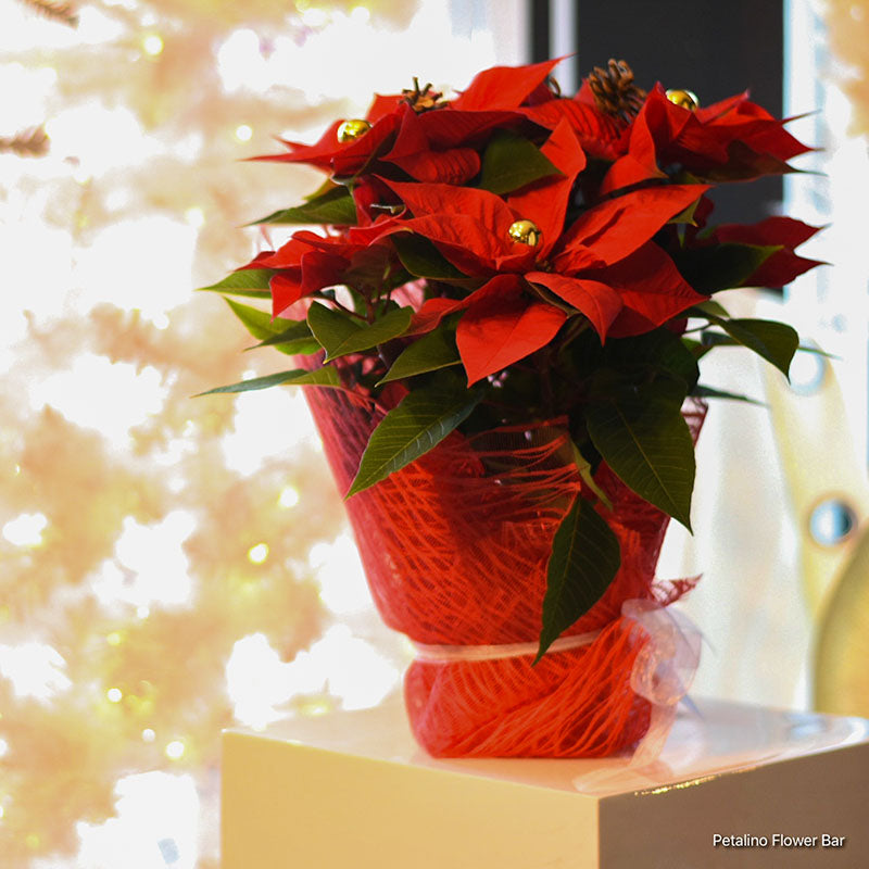 XMAS-1352 Large Poinsettia with Christmas decoration