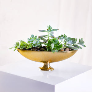 Succulent planter
