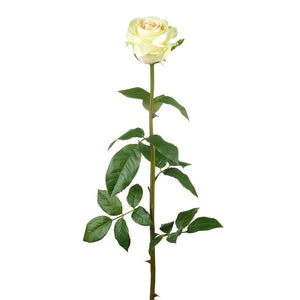 rose stem