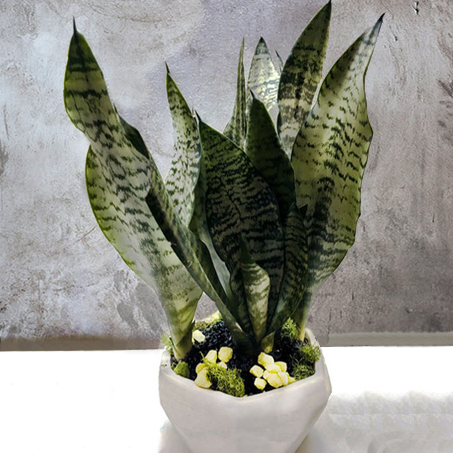 WW-142 SNAKE PLANT Petalino Flower Bar